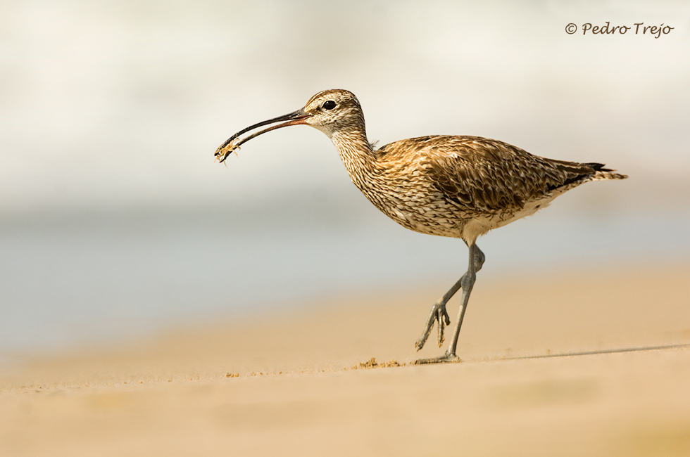 Zarapito trinador (Numenius phaeopus)